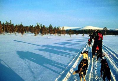 Arktis, Finnland, Finnisch-Lappland: Hundeschlittentour - Mit einem Hundeschlitten durch die Winterlandschaft Lapplands